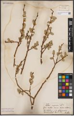 Foto von Salix caprea L.